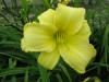 Daylily variety Hualien No. 5 ‘Yellow Swan’