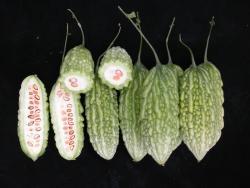 Bitter gourd Hualien No.3