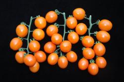 Tomato ‘Hualien Asveg 21’
