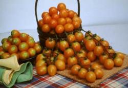 Tomato ‘Hualien Asveg 14’