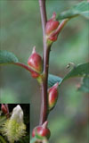 A New Variety of Cat-tail Willow ‘Lanyang No. 2’