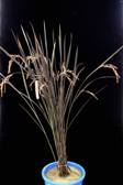 New rice variety