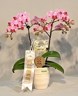 Phalaenopsis Hualien Pink Apple ‘Hualien No. 1- Pink Apple’