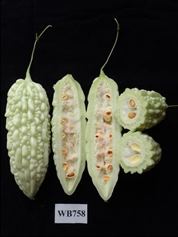 Bitter gourd Hualien No.7