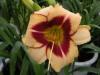 Daylily variety Hualien No. 3 ‘Sweet Lady’