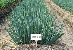 Green onion Lanyang No.5
