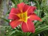 Daylily variety Hualien No. 2 ‘Charming Lady’