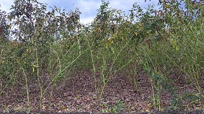 The diameter of the main stem has been significantly reduced after the introduction of the dense planting technology of pigeon peas by the HDARES.--view in new window
