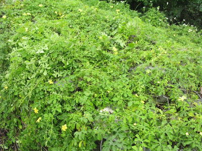 Wild mountain bitter gourd is rich in functional ingredients, but it needs to be industrialized through variety improvement--view in new window