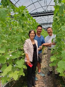 Du Lihua, director of the HDARES, Chen Wenzheng and Matthew's Choice, executive director Wang Shihuang (from left to right) discuss the production and harvesting of cantaloupe--view in new window
