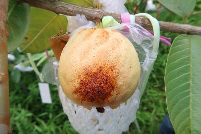 The peel is easily sunburned, which is technically called sunburn.--view in new window