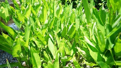 The arrowroot plant--view in new window