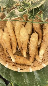  Arrowroot's underground stem tubers--view in new window