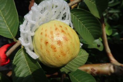 Guava fruits develop brown grid-like spots due to intense sunlight.--view in new window