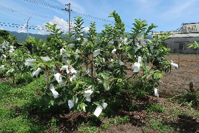 The field application of the sun protection bags developed by the HDARES.--view in new window