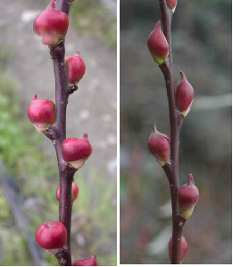 The Hualien District Agricultural Research and Extension Station has developed two vibrant red cat-tail willow varieties with prominent flower buds—“Lanyang No. 1” (left) and “Lanyang No. 2” (right)—a--view in new window