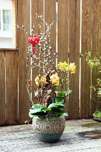 With simple floral design techniques, cat-tail willow can be transformed into endlessly creative arrangements. The photo shows a cat-tail willow bonsai floral art piece.--view in new window