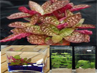 Ornamental quality improvement technique of aquarium plants-purple waffle plant, blue waterhyssop and giant bacopa.