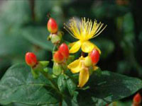 The technology of fabrication and production for Hypericum as a health products
