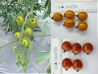 TYLCV resistant cherry tomato lines, Sa21-0-0-0121-20 and Sa21-0-0-0224-22