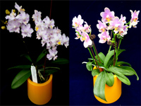 Phalaenopsis ‘Hualien Little Rainbow’ and Phalaenopsis ‘Hualien Sunset’ individuals transfer