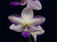 Phalaenopsis ‘Hualien Blue Sky’ individual transfer