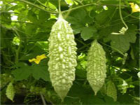 bitter gourd ‘Hualien No. 1’ plant breeders’ rights