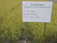 The technology of rice Tai-Keng 4 propagation and seed reserve.
