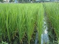 The technology of rice Hualien 22 propagation and seed reserve.