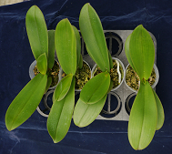 The technology of shorten phalaenopsis leaves.