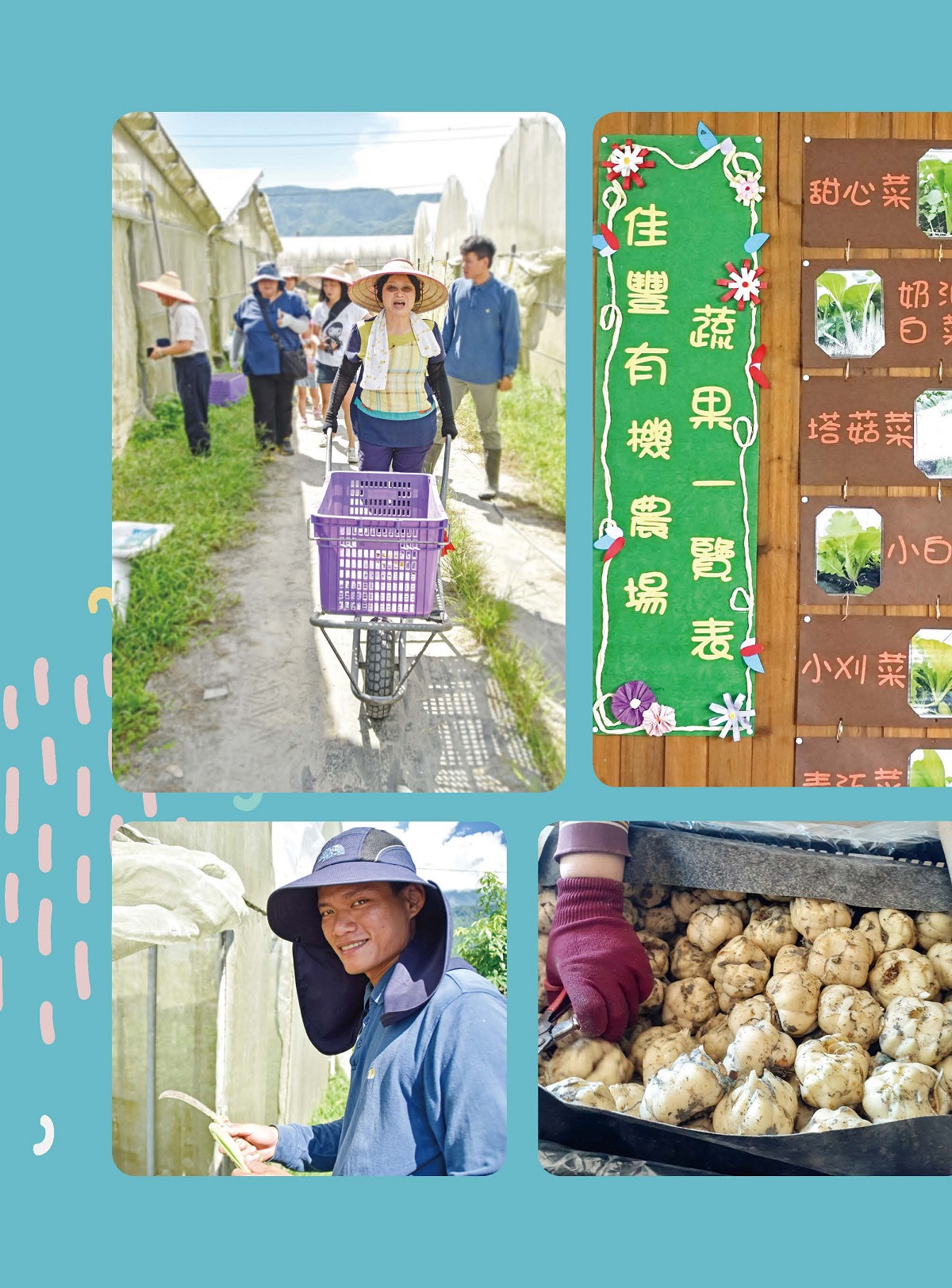 「有機蔬果樂」—一窺大農場的運作佳豐有機農場Chia - Fong Organic Farm-5