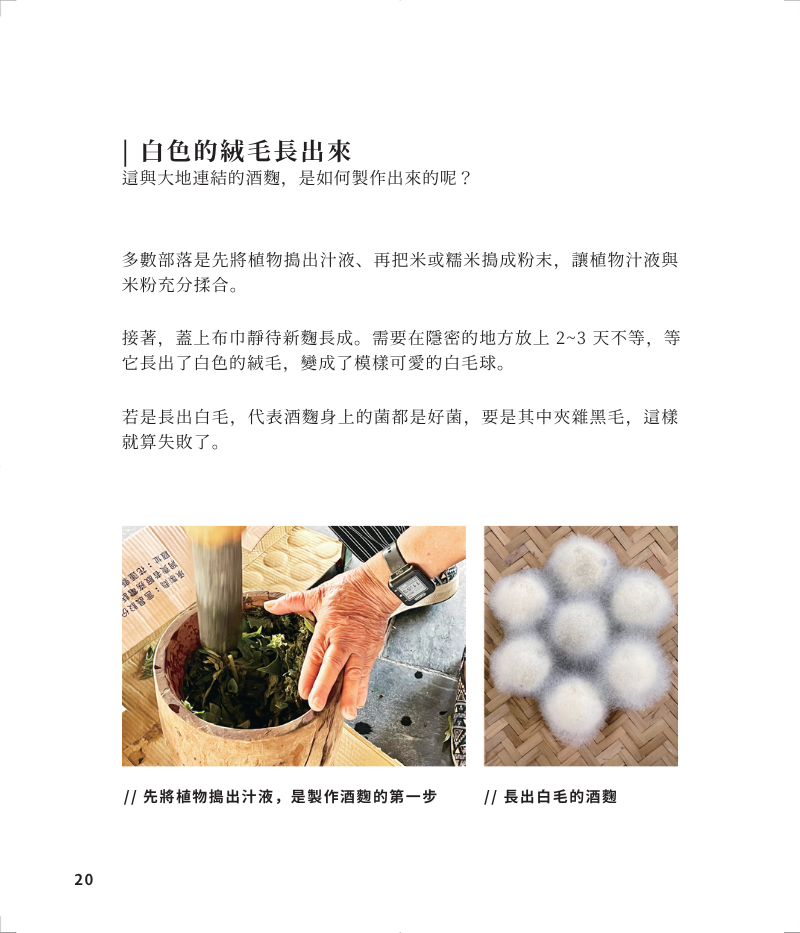 植物-5