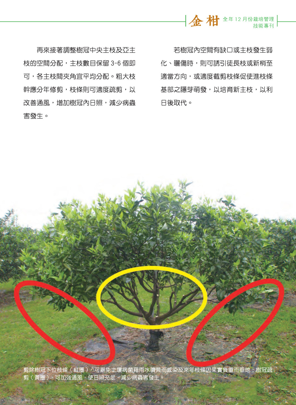 3 月金柑栽培管理作業-7