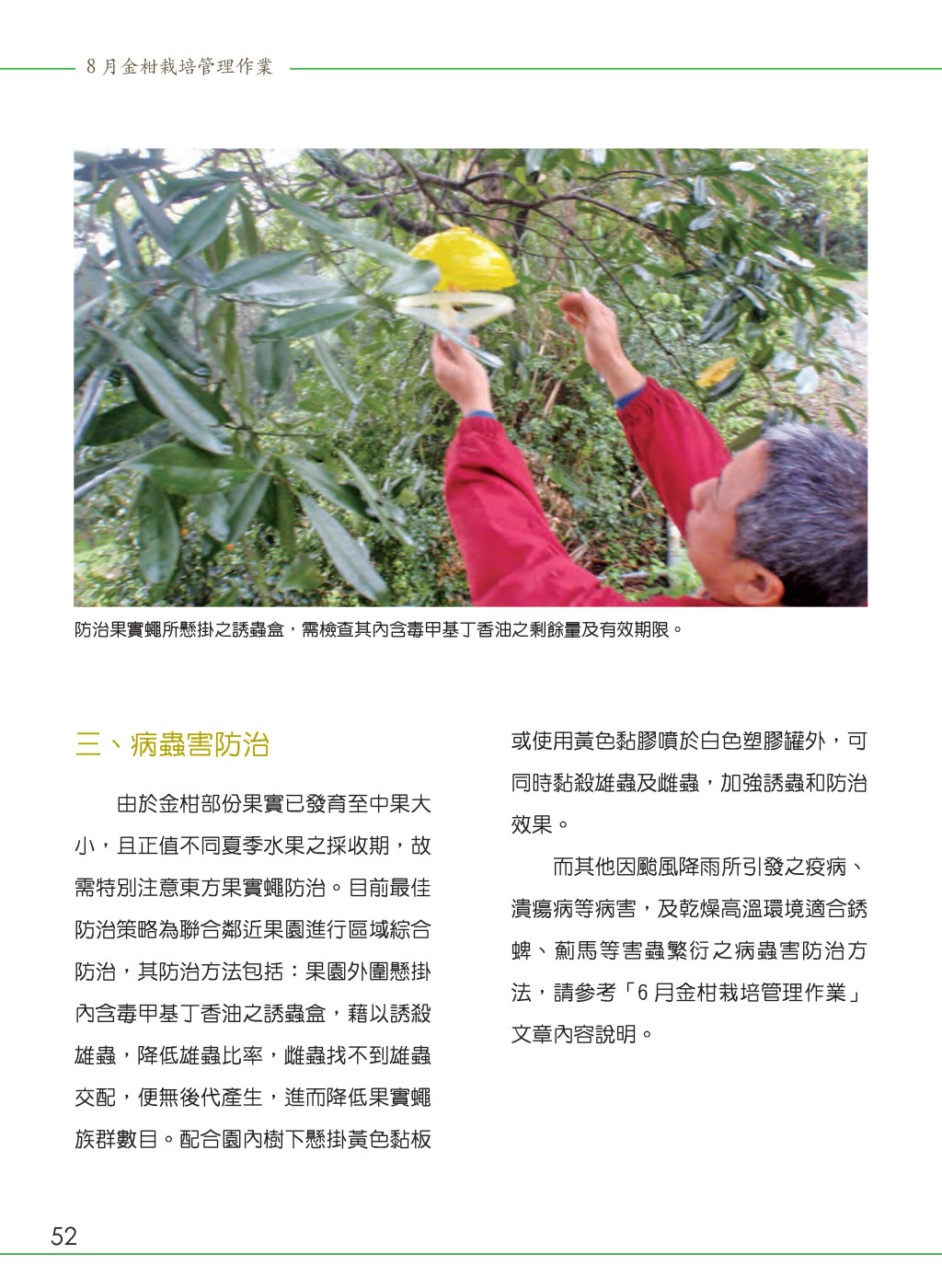8 月金柑栽培管理作業-4