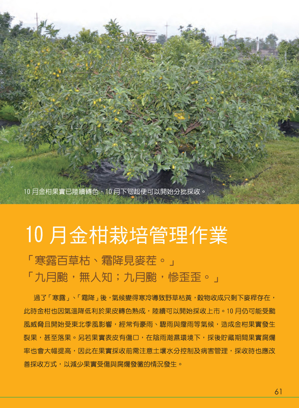 果實充實與轉色之中大果期-10月金柑栽培管理作業-1