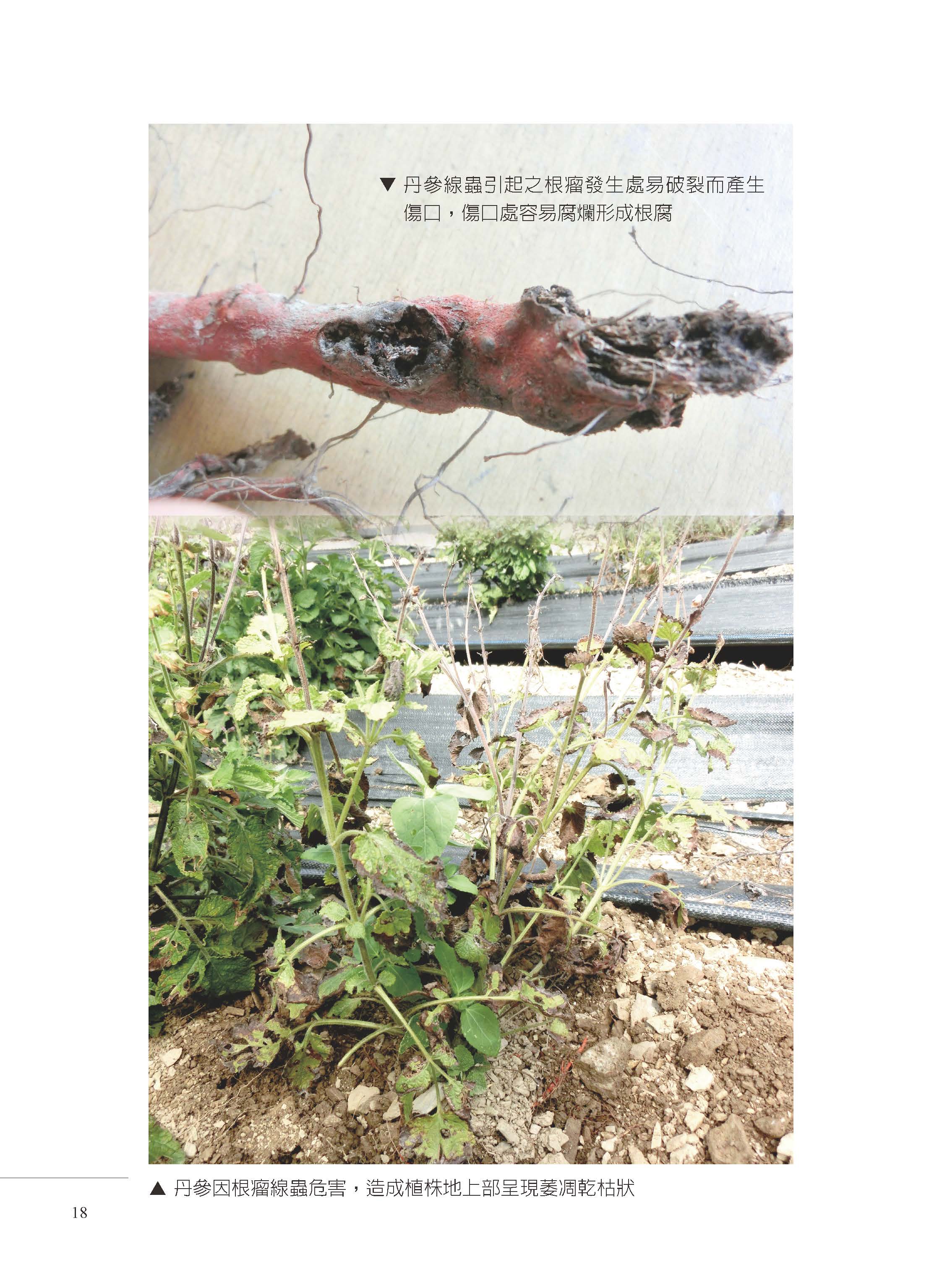 丹參病害及其管理技術-13