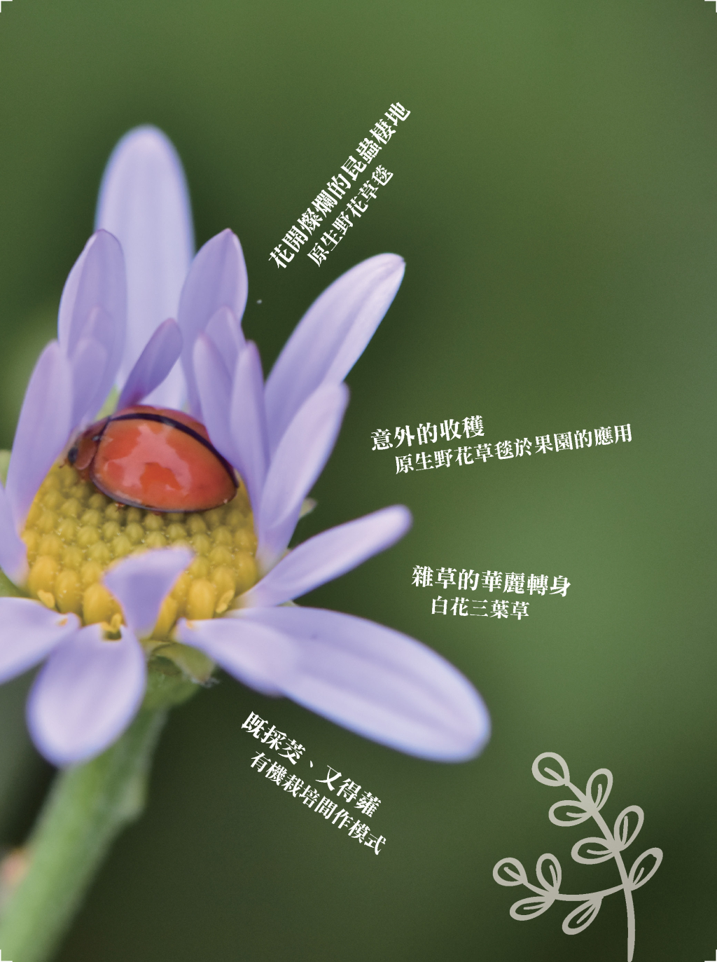 花開燦爛的昆蟲棲地原生野花草毯-2