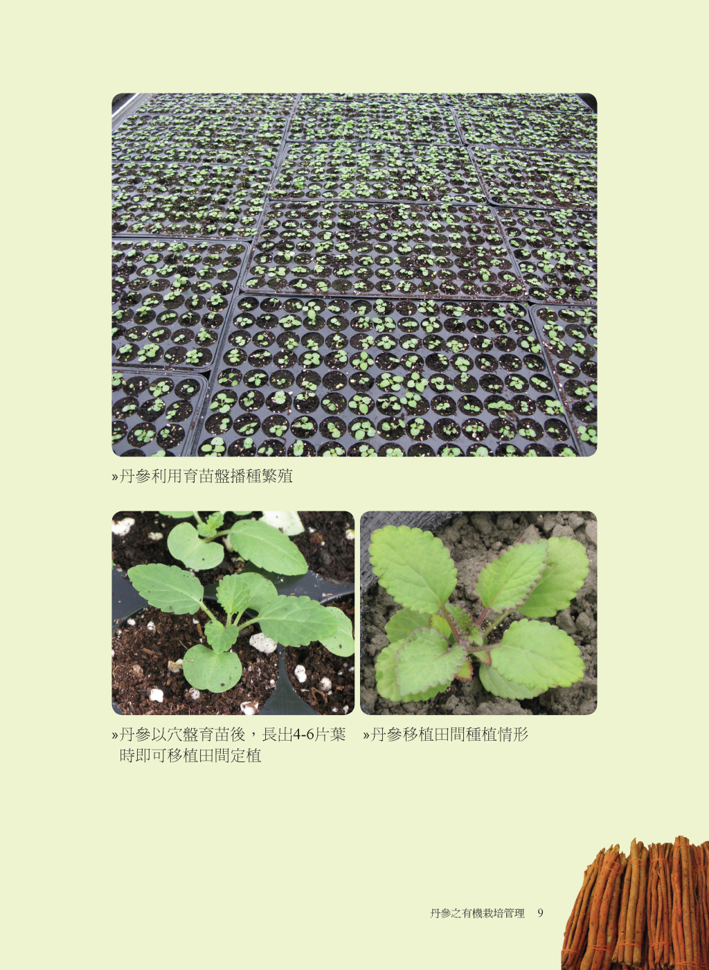 丹參的有機栽培管理-4