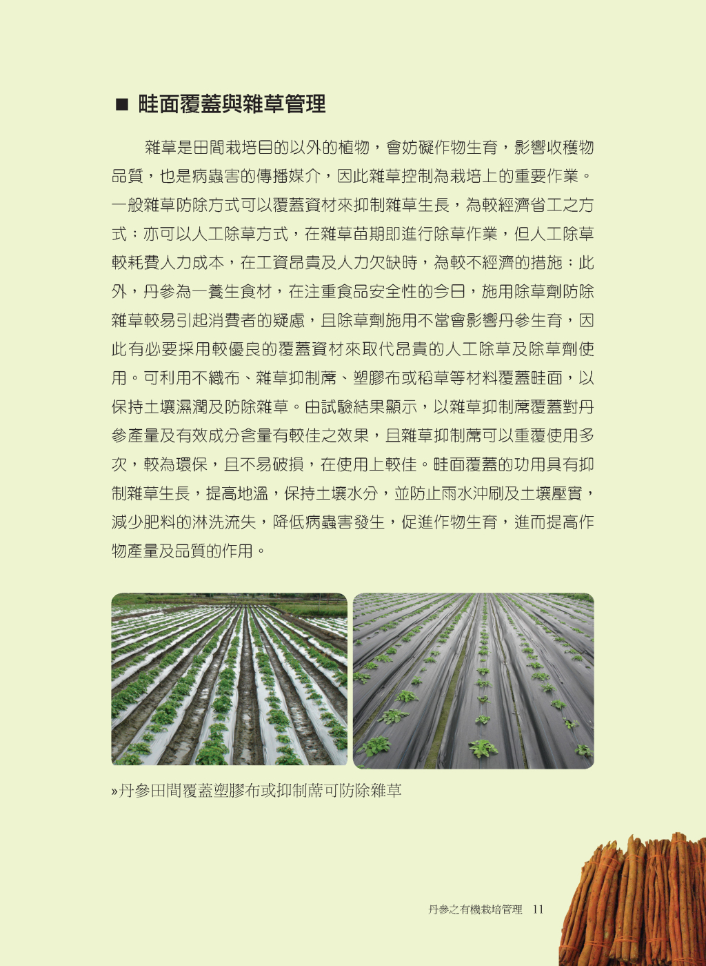 丹參的有機栽培管理-6