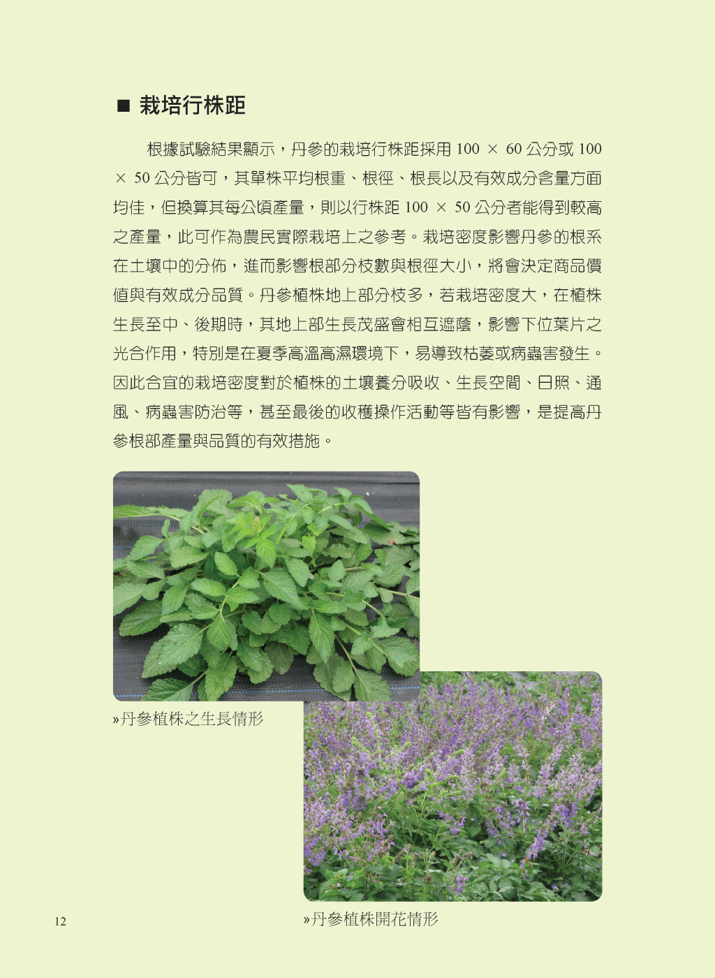 丹參的有機栽培管理-7