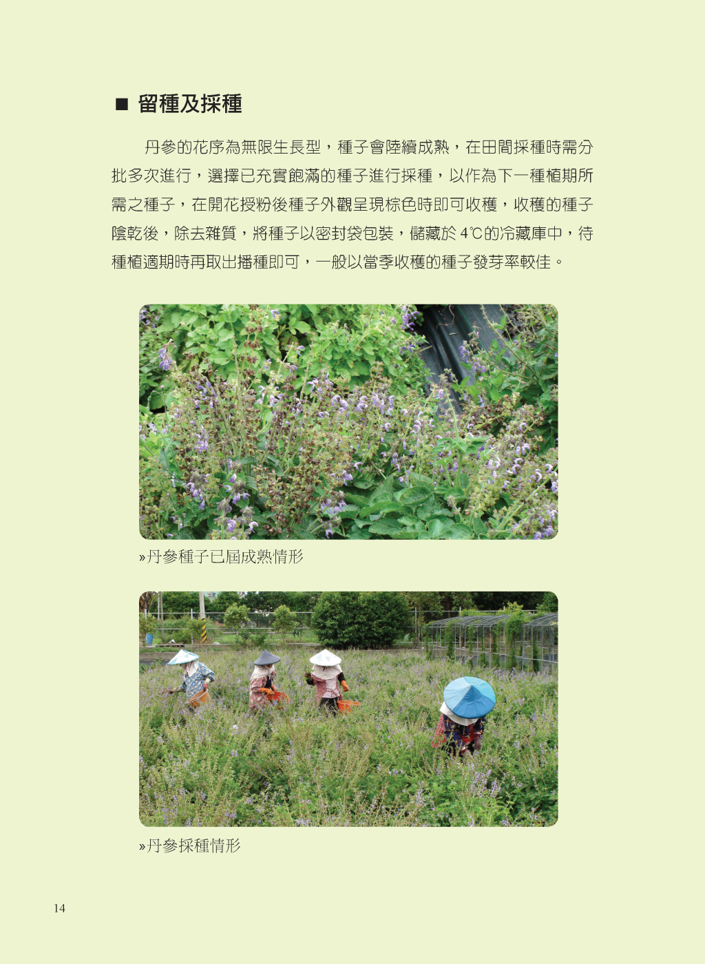 丹參的有機栽培管理-9