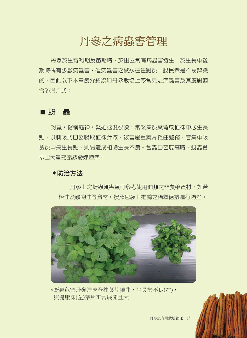 丹參之病蟲害管理-1