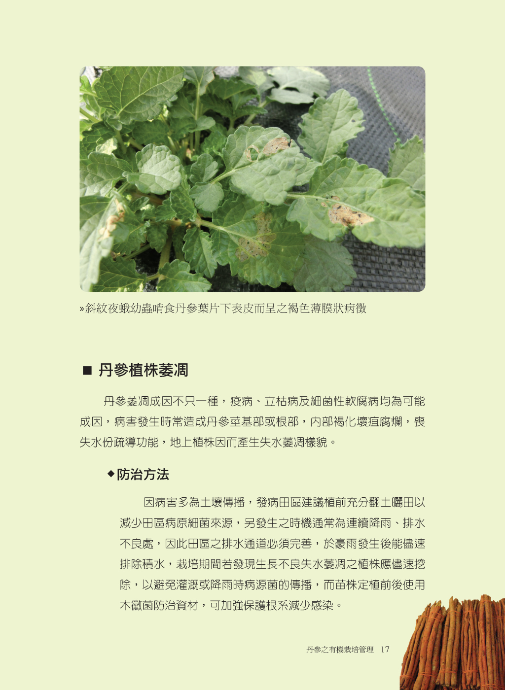 丹參之病蟲害管理-3