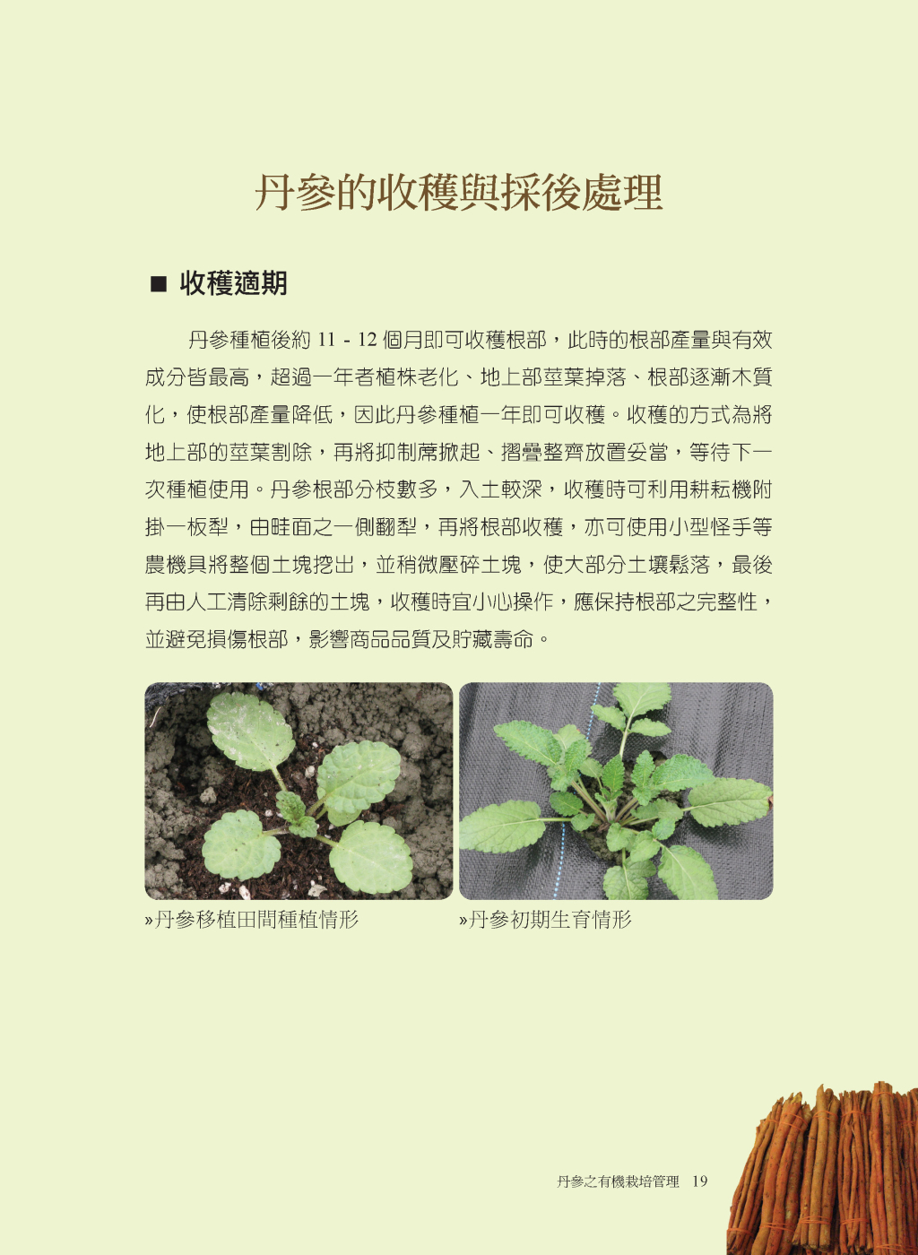 丹參的收穫與採後處理-1