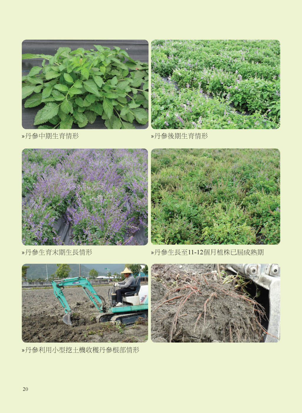 丹參的收穫與採後處理-2