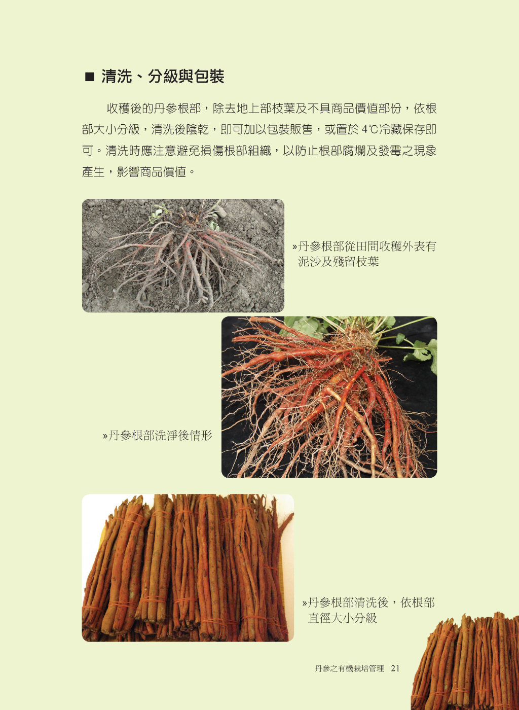 丹參的收穫與採後處理-3