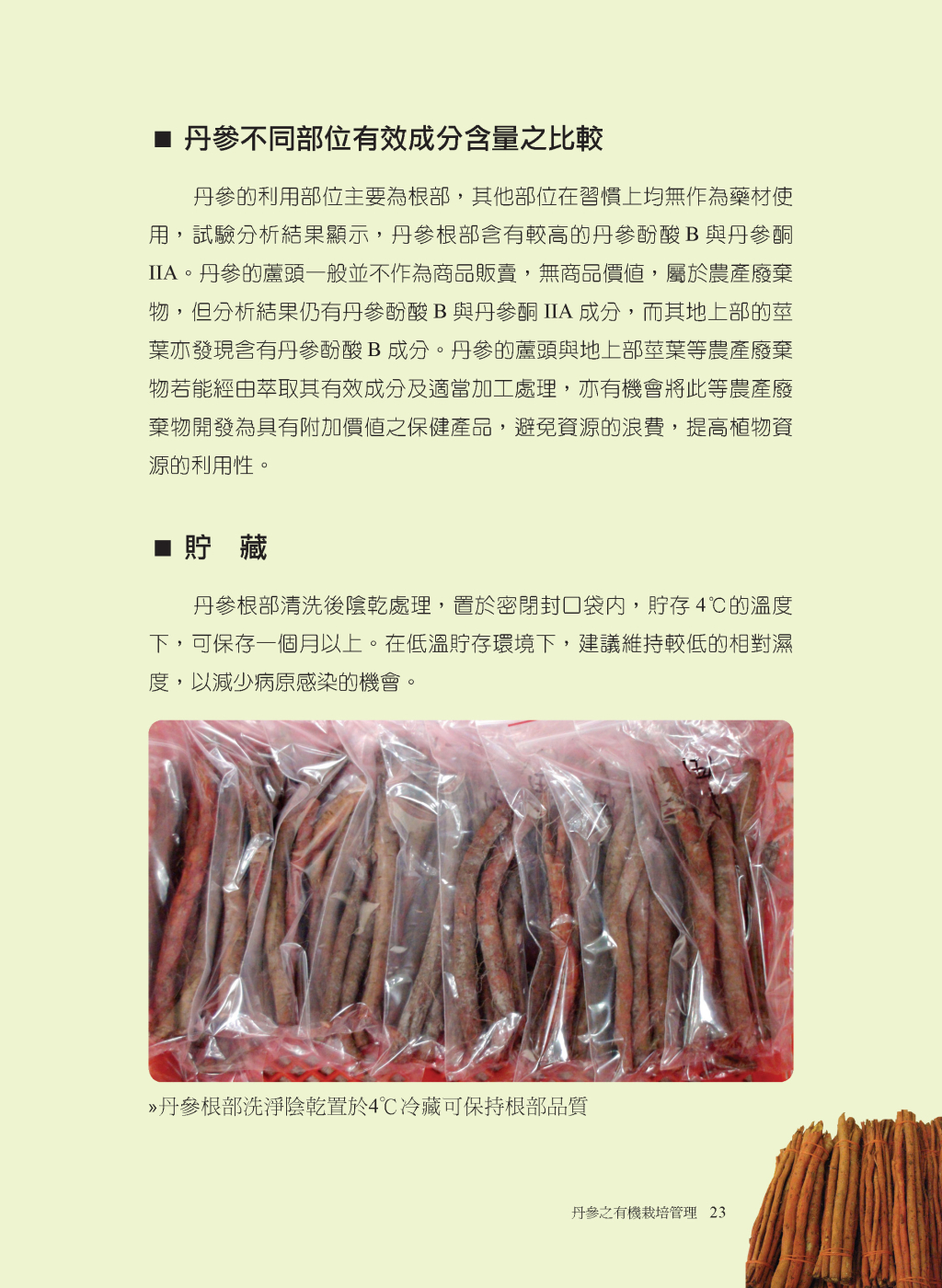 丹參的收穫與採後處理-5