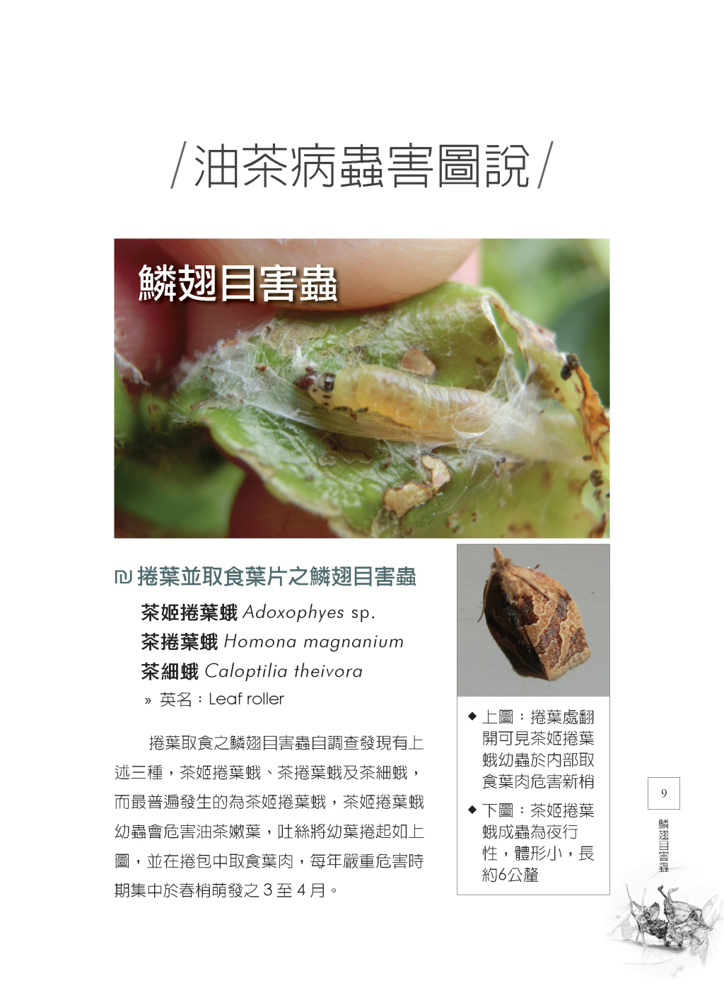 油茶病蟲害圖說-1