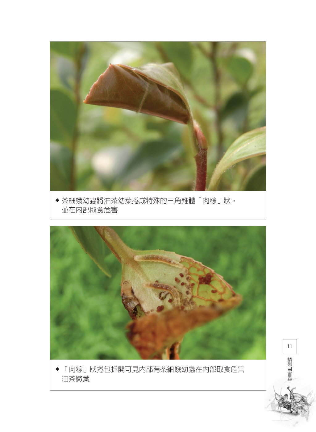 油茶病蟲害圖說-3