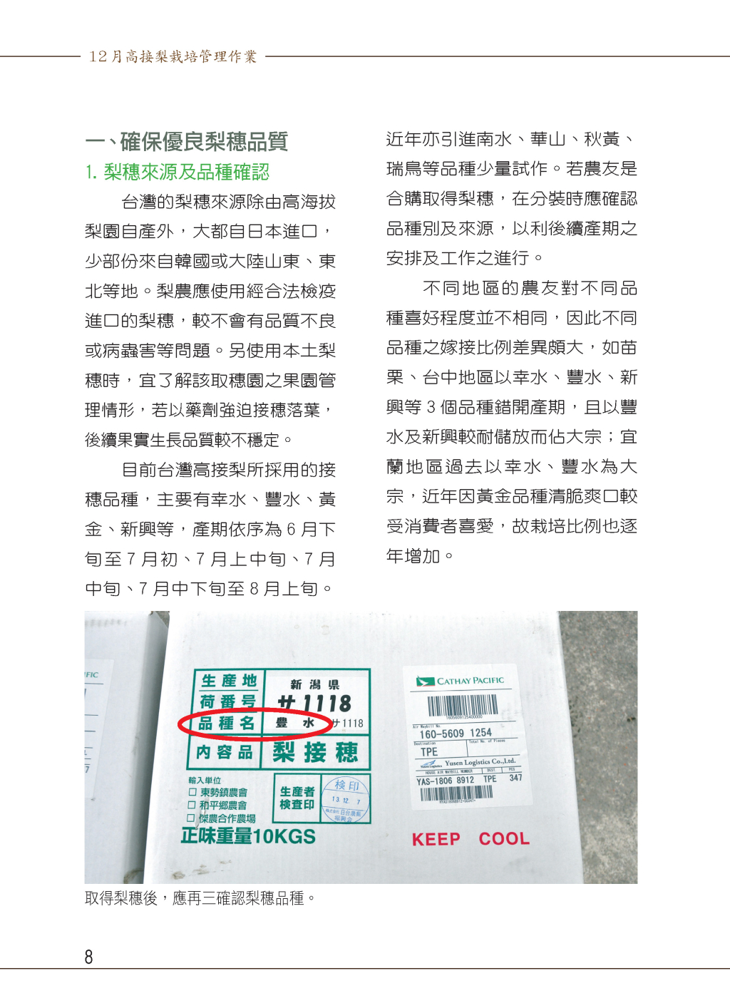 12月高接梨栽培管理作業-2